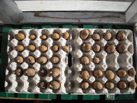 Chitting Potatoes on egg boxes!