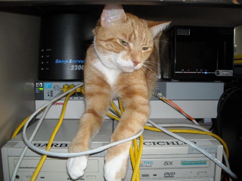 Angus sits on top of HP 1810G-24 network switch