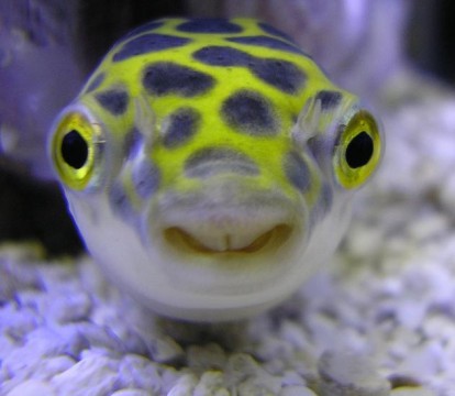 Green Pufferfish - Tetraodon nigroviridis