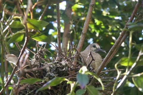 A young Collared Dove 'Streptopelia decaocto'