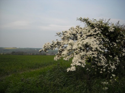 Hawthorn bush on the Yorkshire Wolds