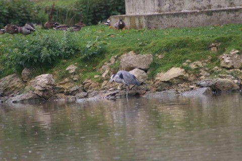 Grey Heron on Bishop Burton pond (75-300mm)