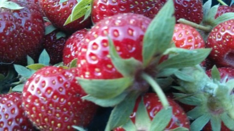 strawberryfields1