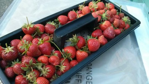 strawberryfields2