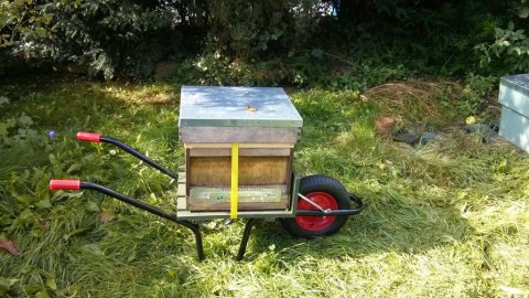 Hive on the move, on my hive barrow (I built!)