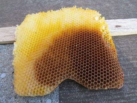 "wild" comb made from pure beeswax