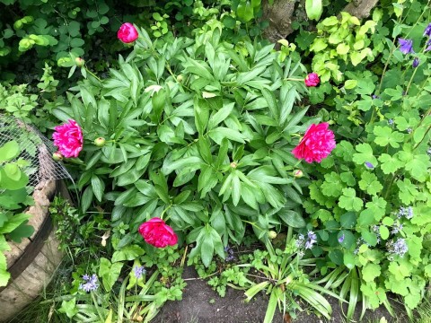 "Patchway Peony"