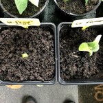 Trying to Grow Giant Pumpkins - 29 May 2019