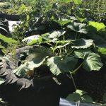Trying to Grow Giant Pumpkins - 29 July 2019
