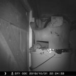 There's a mouse in the house! Inexpensive Wildlife camera!