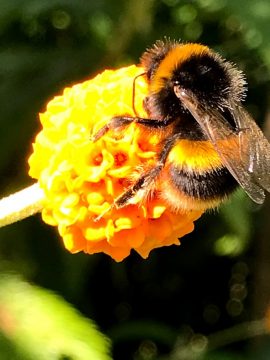 Bumble bee on Buddleja globosa